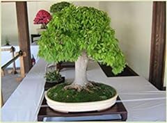 Vista semi bonsai usato  Spedito ovunque in Italia 