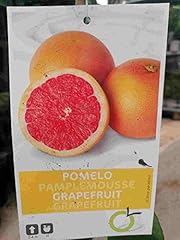 Citrus paradisi star gebraucht kaufen  Wird an jeden Ort in Deutschland