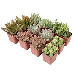 Succulents plants live for sale  Delivered anywhere in USA 