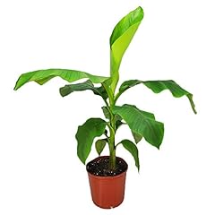 Tropical plants florida for sale  Delivered anywhere in USA 