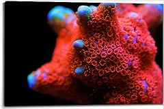 Montipora colorful stony for sale  Delivered anywhere in USA 