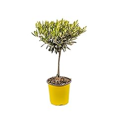 Bonplants olea europaea usato  Spedito ovunque in Italia 