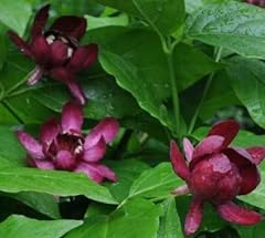 Sweet shrub calycanthus for sale  Delivered anywhere in USA 