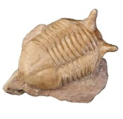 Asaphus punctatus russian for sale  Delivered anywhere in USA 
