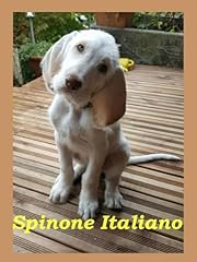 Spinone italiano usato  Spedito ovunque in Italia 