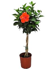 Braided hibiscus tree for sale  Delivered anywhere in USA 