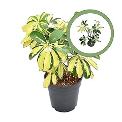 Schefflera trinette starter for sale  Delivered anywhere in USA 