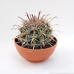 Ferocactus peninsulae cactus for sale  Delivered anywhere in USA 