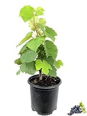 Grape vine plant for sale  Delivered anywhere in USA 