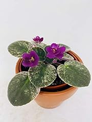 Novelty african violet for sale  Delivered anywhere in USA 