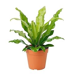 American plant birds for sale  Delivered anywhere in USA 