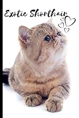 Exotic shorthair cat usato  Spedito ovunque in Italia 