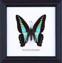 Common bluebottle framed for sale  Delivered anywhere in USA 
