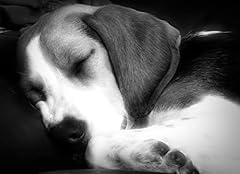 Beagle black white for sale  Delivered anywhere in UK