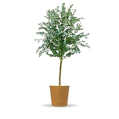 Bloomify eukalyptus stamm gebraucht kaufen  Wird an jeden Ort in Deutschland