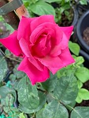 Pink prima ballerina for sale  Delivered anywhere in UK