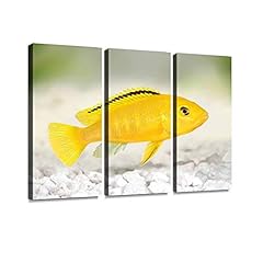 Electric yellow cichlid for sale  Delivered anywhere in USA 