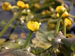 Wasserpflanzen wolff nuphar gebraucht kaufen  Wird an jeden Ort in Deutschland
