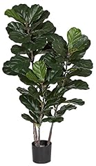Fiddle leaf fig for sale  Delivered anywhere in USA 