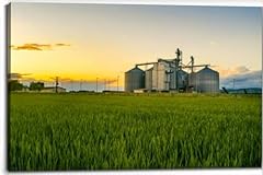 Tigtmulerly field wheat for sale  Delivered anywhere in USA 