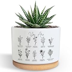 Pzjiean beautiful succulent for sale  Delivered anywhere in USA 