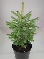 Real living blue for sale  Delivered anywhere in UK