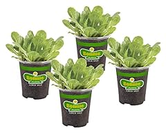 Bonnie plants green for sale  Delivered anywhere in USA 