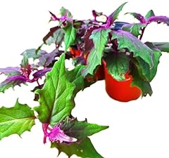 Gynura aurantiaca exotic for sale  Delivered anywhere in USA 