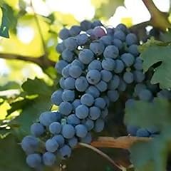 Grape vines classic for sale  Delivered anywhere in USA 