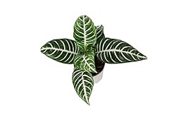 Aphelandra zebra plant for sale  Delivered anywhere in USA 