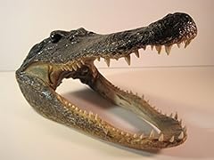 Preserved alligator head for sale  Delivered anywhere in USA 