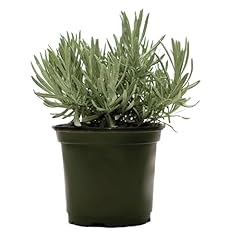 American plant english for sale  Delivered anywhere in USA 