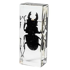 Drxrd véritable insecte d'occasion  Livré partout en France