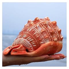 Pbdeioeoe conchiglia naturale usato  Spedito ovunque in Italia 