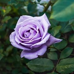 Chuxay garden purple for sale  Delivered anywhere in USA 