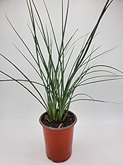 Red yucca hesperaloe for sale  Delivered anywhere in USA 