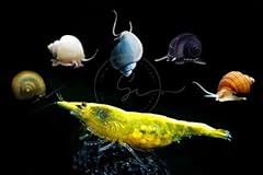 Swimming creatures goldenback for sale  Delivered anywhere in USA 