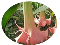 Piroschka dwarf brugmansia for sale  Delivered anywhere in USA 
