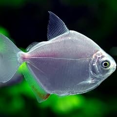 Silver dollar tetra for sale  Delivered anywhere in USA 