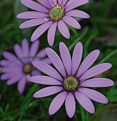 Osteospermum hardy jucundum for sale  Delivered anywhere in UK