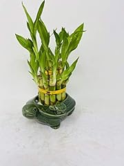 Lucky bamboo tiered for sale  Delivered anywhere in USA 