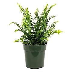 American plant fern for sale  Delivered anywhere in USA 