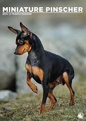 2025 miniature pinscher for sale  Delivered anywhere in UK