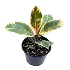 Bubbleblooms ficus elastica for sale  Delivered anywhere in USA 