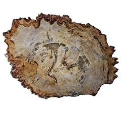 Petrified wood slab for sale  Delivered anywhere in USA 