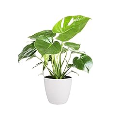 Monstera cheese plant for sale  Delivered anywhere in UK