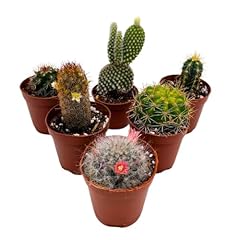 Bubbleblooms mini cacti for sale  Delivered anywhere in USA 
