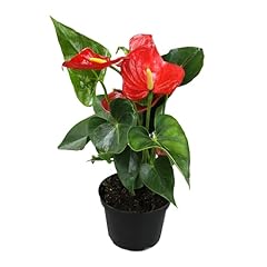 Red anthurium live for sale  Delivered anywhere in USA 
