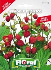 Sementi fiore qualità usato  Spedito ovunque in Italia 