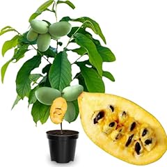 Pawpaw trees live for sale  Delivered anywhere in USA 